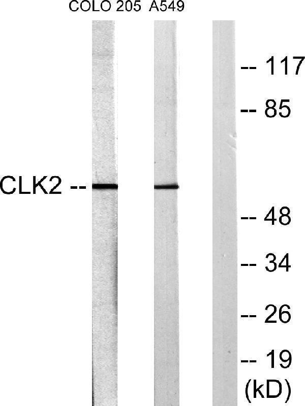 Western blot analysis of lysates from COLO205 and A549 cells, using CLK2 Antibody
