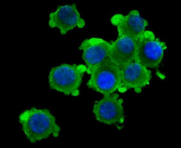 ICC staining Kv1