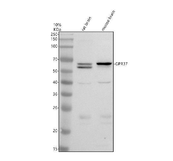 a05209 2 gpr37 primary antibodies wb testing 1
