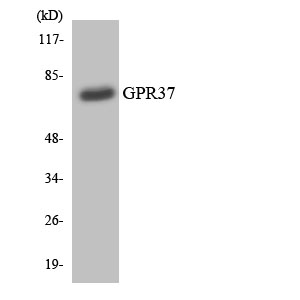 a05209 gpr37 primary antibodies wb testing 1