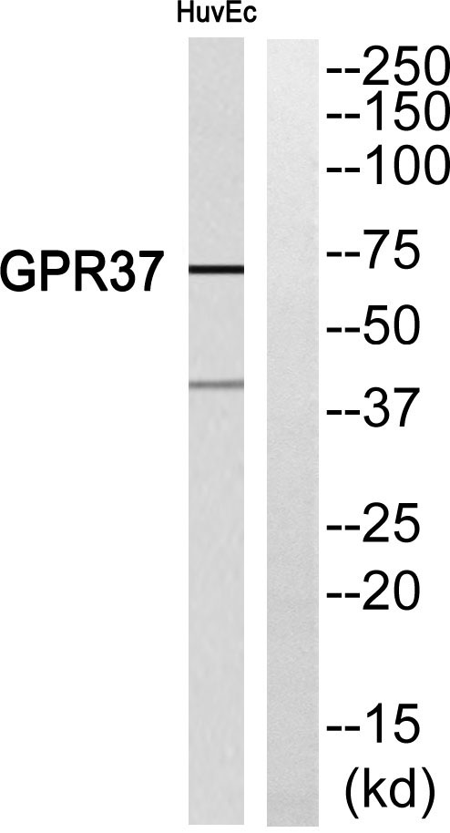 a05209 gpr37 primary antibodies wb testing 2