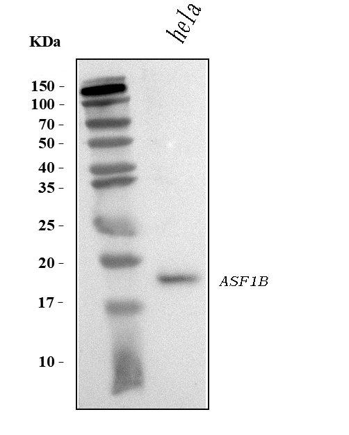 Western blot analysis of ASF1B using anti-ASF1B antibody (A05211-2)