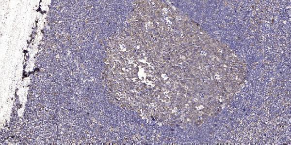 Immunohistochemical analysis of paraffin-embedded human tonsil