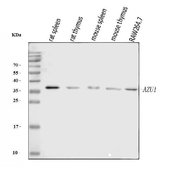  Western blot analysis of Azurocidin/AZU1 using anti-Azurocidin/AZU1 antibody (A05212-1)