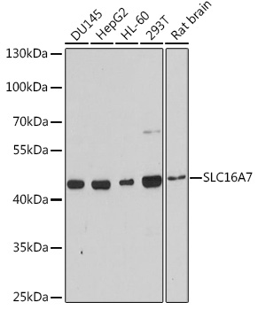 Western blot analysis of extracts of various cell lines, using SLC16A7 antibody  at 1:3000 dilution