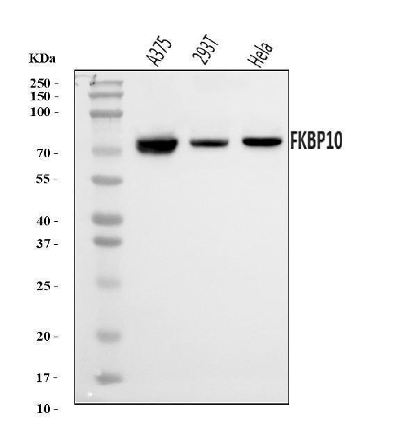 a05217 1 fkbp10 primary antibodies wb testing 1