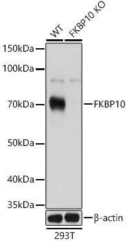 a05217 fkbp10 primary antiboties wb testing 1
