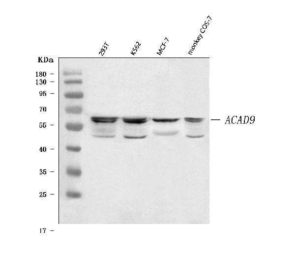  Western blot analysis of ACAD9 using anti-ACAD9 antibody (A05223-2)