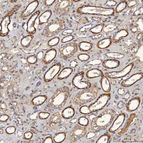 a05223 3 acad9 primary antibodies ihc testing 7