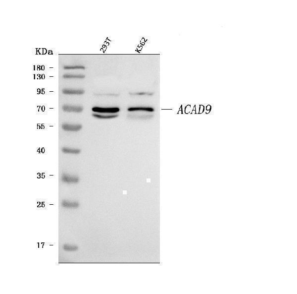  Western blot analysis of ACAD9 using anti-ACAD9 antibody (A05223-3)