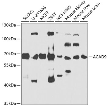 Western blot analysis of extracts of various cell lines, using ACAD9 antibody at 1:1000 dilution