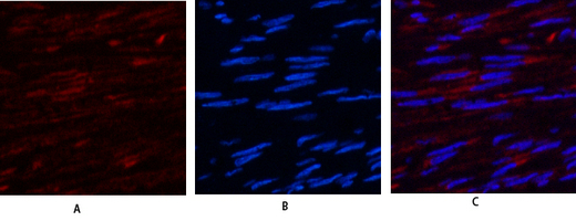 Immunofluorescence analysis of human-uterus tissue