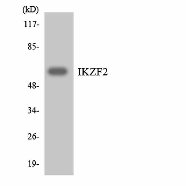 a05228 1 ikzf2 primary antibodyes wb testing 2