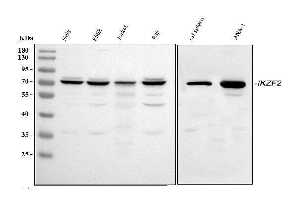 a05228 3 ikzf2 primary antibodies wb testing 1_1