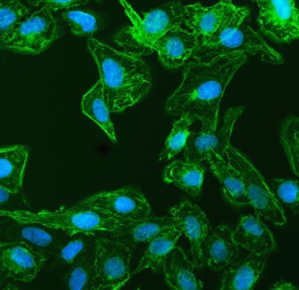 a05231 1 lima1 primary antibodies if testing 4