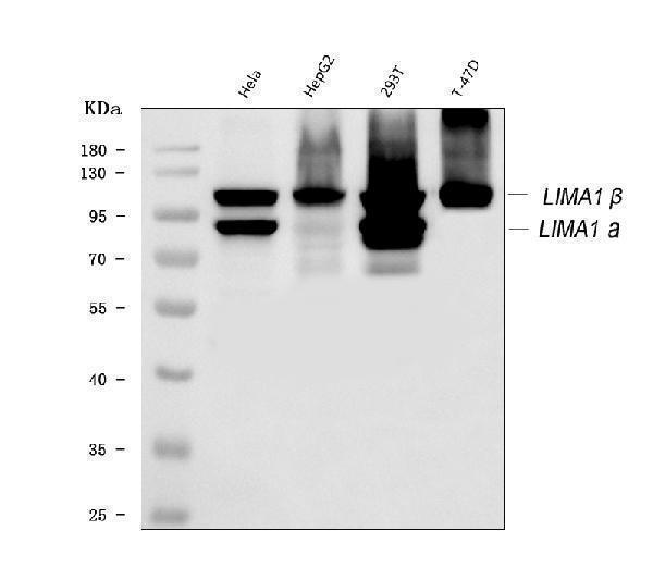 a05231 1 lima1 primary antibodies wb testing 1