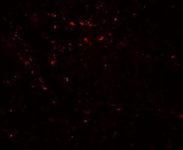 a05231 lima1 primary antibodies if testing 3