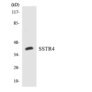 Western blot analysis of the lysates from HepG2 cells using SSTR4 antibody