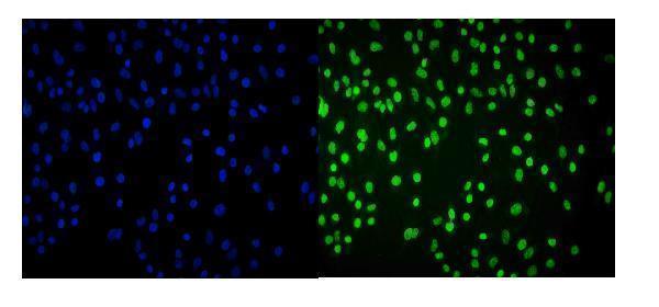 a05234 2 cbx8 primary antibodies if testing 4