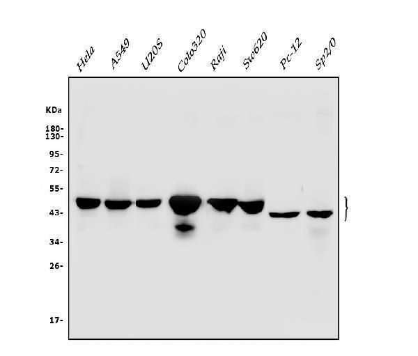 a05234 2 cbx8 primary antibodies wb testing 1