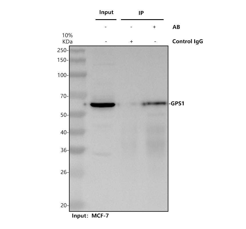 a05237 1 gps1 primary antibodies ip testing 1