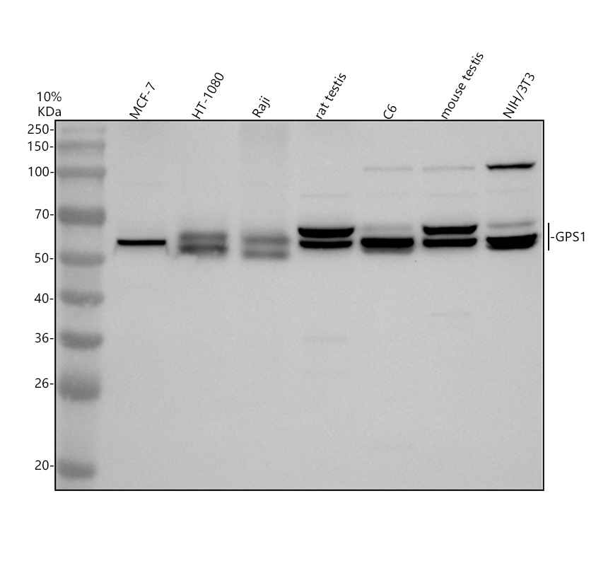 a05237 1 gps1 primary antibodies wb testing 1