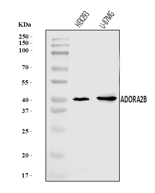 a05238 2 adora2b primary antibodies wb testing 1