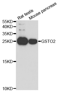 a05239 gsto2 primary antiboties wb testing 1
