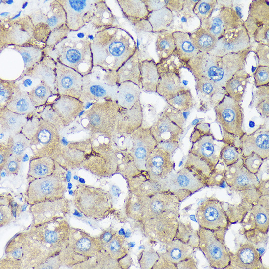 a05240 unc13b primary antiboties ihc testing 2
