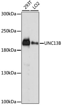 a05240 unc13b primary antiboties wb testing 1