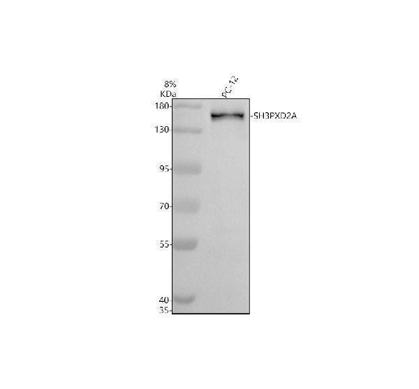 Western blot analysis of SH3PXD2A using anti-SH3PXD2A antibody (A05241-1)