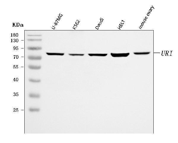 a05245 2 uri1 primary antibodies wb testing 1