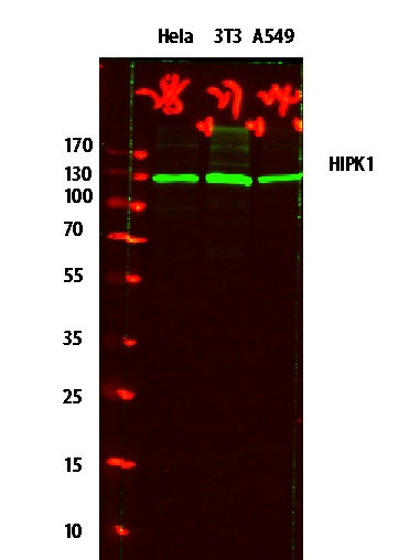 a05247 hipk1 primary antibodies wb testing 1