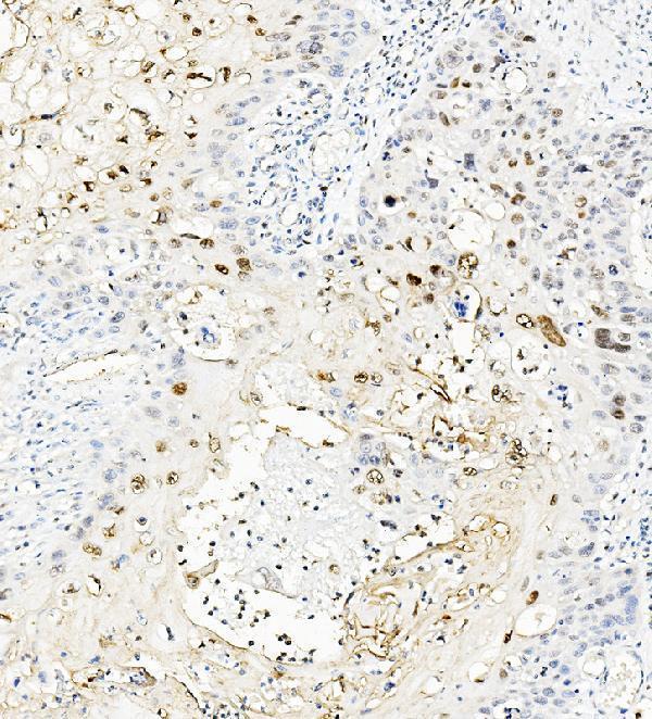 a05251 1 mafa primary antibodies ihc testing 2
