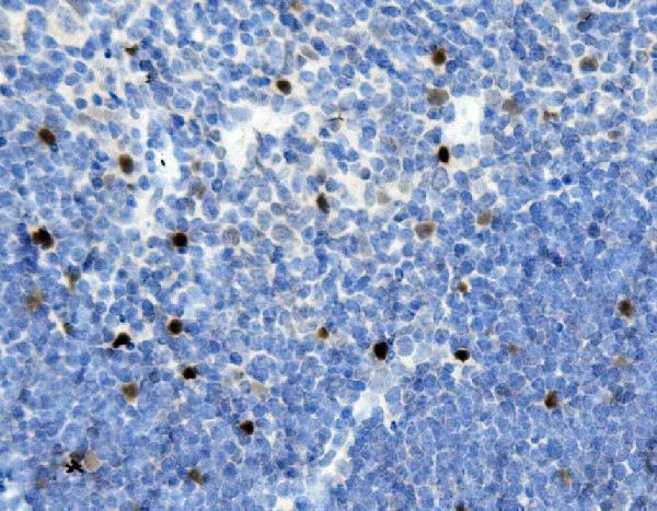 a05251 1 mafa primary antibodies ihc testing 3