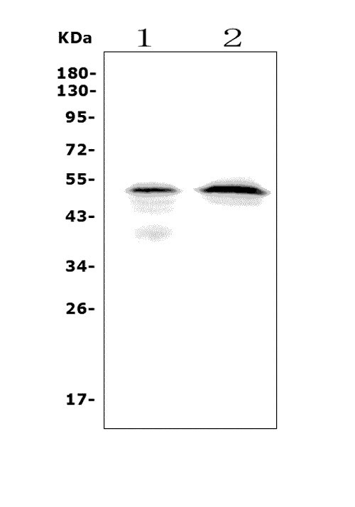 a05251 1 mafa primary antibodies wb testing 1