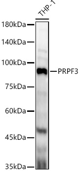Western blot analysis of THP-1, using PRPF3 antibody  at 1:1740 dilution