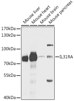 Western blot analysis of extracts of various cell lines, using IL31RA antibody  at 1:1000 dilution