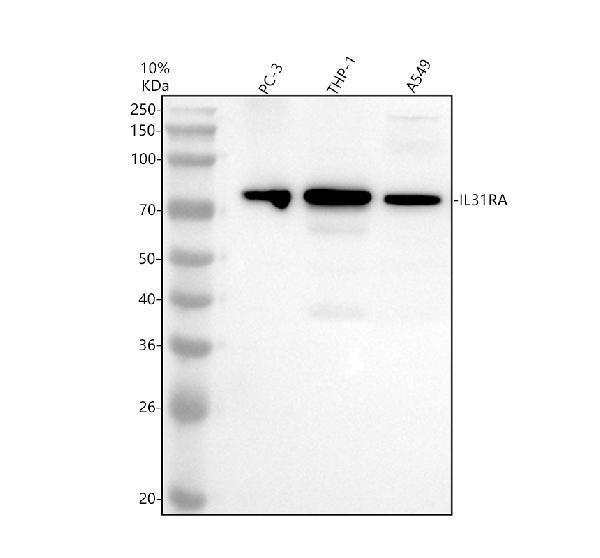 a05256 2 il31ra primary antibodies wb testing 1