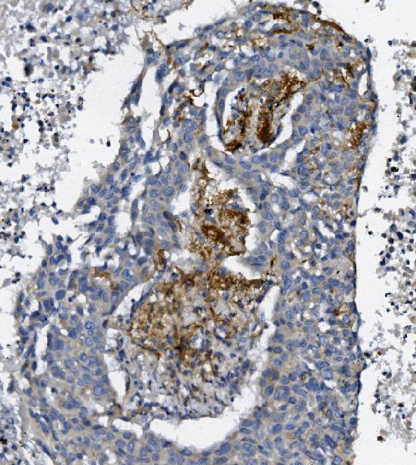 a05258 3 afap primary antibodies ihc testing 4