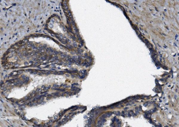 a05258 3 afap primary antibodies ihc testing 5