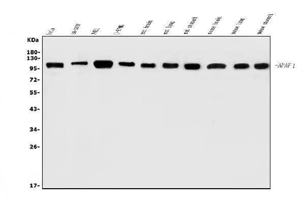 a05258 3 afap primary antibodies wb testing 1