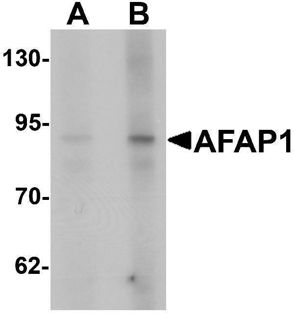 a05258 afap1 primary antibodies wb testing 1