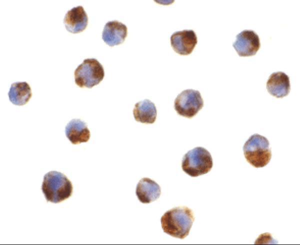 a05259 1 casp5 primary antibodies icc testing 2