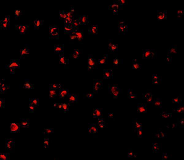 a05259 1 casp5 primary antibodies if testing 3