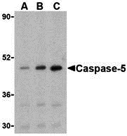 a05259 1 casp5 primary antibodies wb testing 1