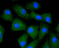 ICC staining Caspase 5 in A549 cells (green)