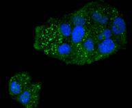 ICC staining Caspase 5 in Hela cells (green)