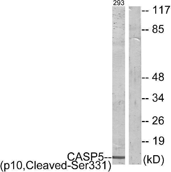 a05259s331 casp5 primary antibodies wb testing 1