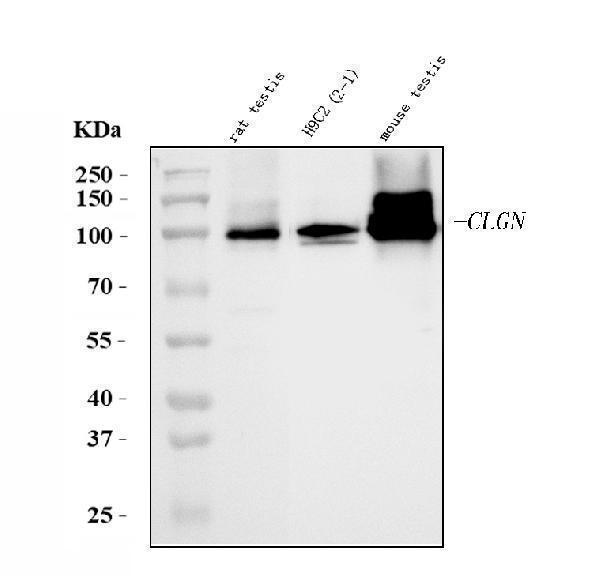  Western blot analysis of Calmegin/Clgn using anti-Calmegin/Clgn antibody (A05261-2)